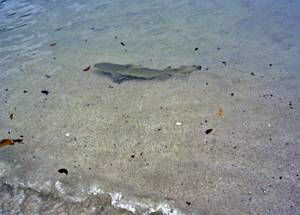 Juvenile Black Tip swimming in the surf at Caneel Bay, St... by Blair Hughes 